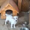 Little White Rock sucht seine Familie