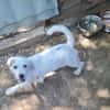 Little White Rock sucht seine Familie