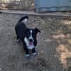 Kleiner Rocky sucht Familie