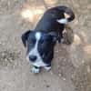 Kleiner Rocky sucht Familie