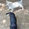 Kleiner Rocky sucht Familie