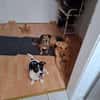 Snoopy ist ein verschmustes Zwergerl
