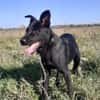 Rusty - junger Abenteurer sucht Familie