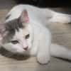 SMOKEY (RESERVE)