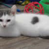 SMOKEY (RESERVE)