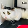 Nels