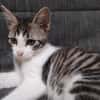 PEPIN
