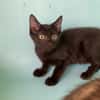 Watson [Chaton]