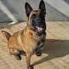 TYSON (Malinois)