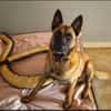 TYSON (Malinois)