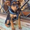 SCOUT (Martina)