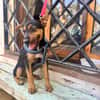 SCOUT (Martina)