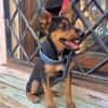 SCOUT (Martina)