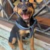 SCOUT (Martina)