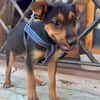 SCOUT (Martina)