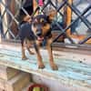 SCOUT (Martina)
