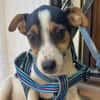 GUS (Martina)