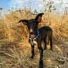 PUMBA (Animalea)