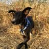PUMBA (Animalea)