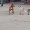 Alfio  nett und liebenswert