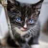 Katzenkind Pepper
