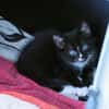 Katzenkind Pepper