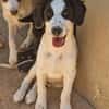 Charmanter junger Snoopy