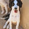 Charmanter junger Snoopy