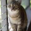 RUBY-hübsche,menschen bezogene Jungkatze