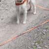 Lunetta - Lucy sucht ein neues Zuhause