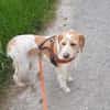 Lunetta - Lucy sucht ein neues Zuhause