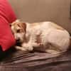 Lunetta - Lucy sucht ein neues Zuhause