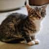 Katzenkind Hildegard