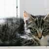 Katzenkind Hildegard