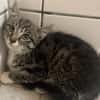Katzenkind Hildegard