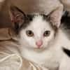 Katzenkind Milow