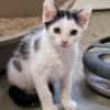 Katzenkind Milow