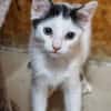 Katzenkind Milow