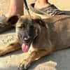 CLAUDY - super soziales Hunde-Mädchen