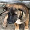 CLAUDY - super soziales Hunde-Mädchen