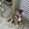 CLAUDY - super soziales Hunde-Mädchen