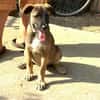 CLAUDY - super soziales Hunde-Mädchen
