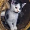 Katzenkind Caro