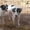 Wunderbare Shine sucht ihre Familie