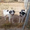 Wunderbare Shine sucht ihre Familie