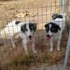 Wunderbare Shine sucht ihre Familie