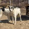 Wunderbare Shine sucht ihre Familie