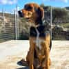 Entspannter Rocky sucht Zuhause