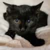 Katzenkind Arnold
