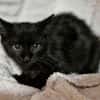 Katzenkind Arnold
